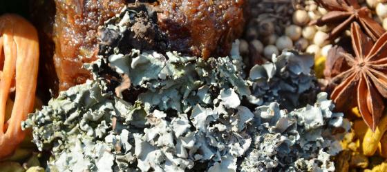 Il sapore e il colore dei licheni - notizia