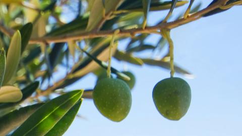 Cura conservazione tutela valori agroalimentare ligure - notizia