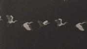 Depicting Motion in Static Images notizia